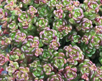 Sedum oreganum | Pacific Native Stonecrop, Evergreen