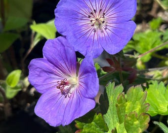 Geranium 'Rozanne' | Cranesbill | Hardy Geranium