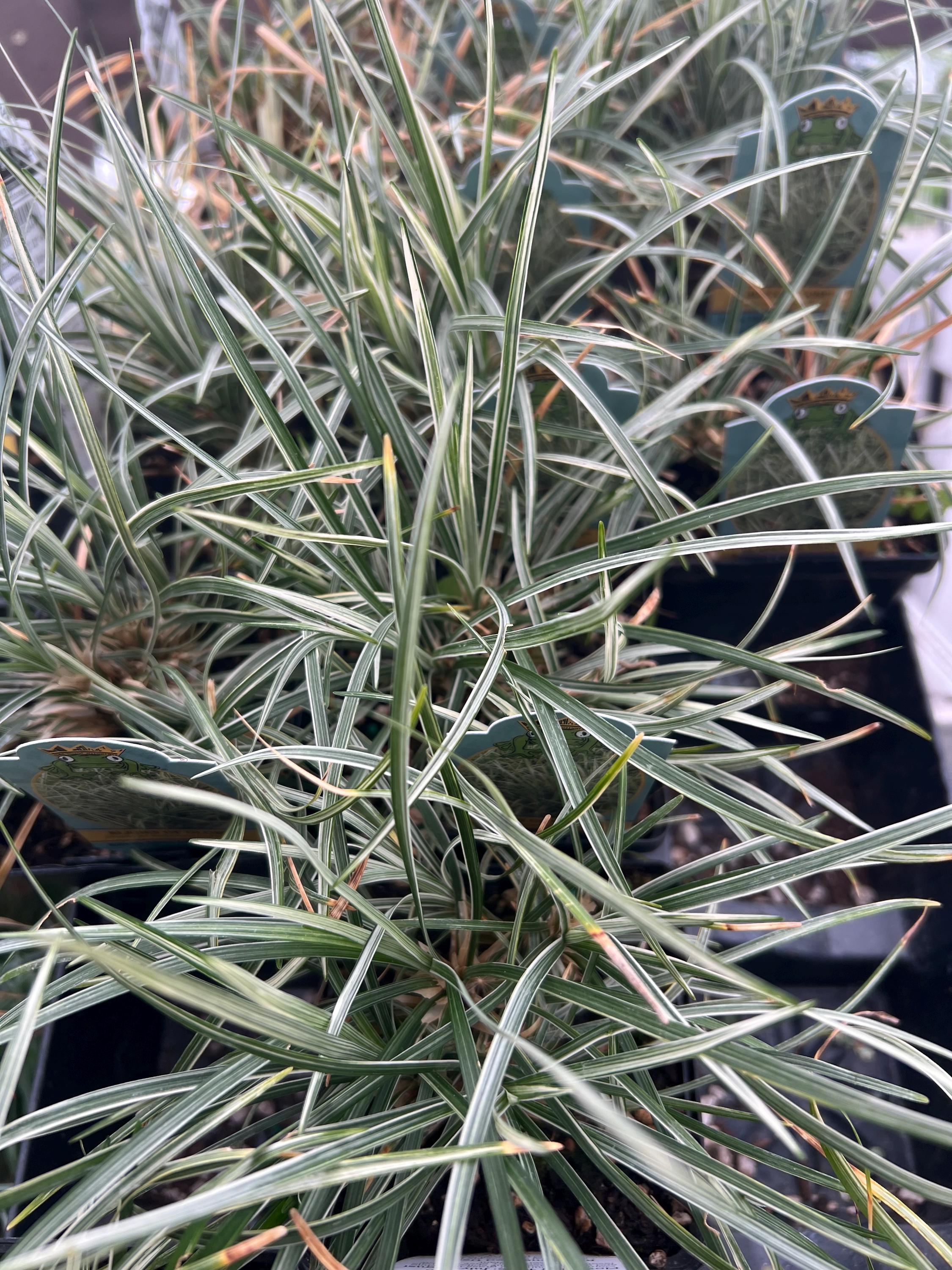 Ophiopogon Japonicus 'variegatus' | Variegated Mondo Grass