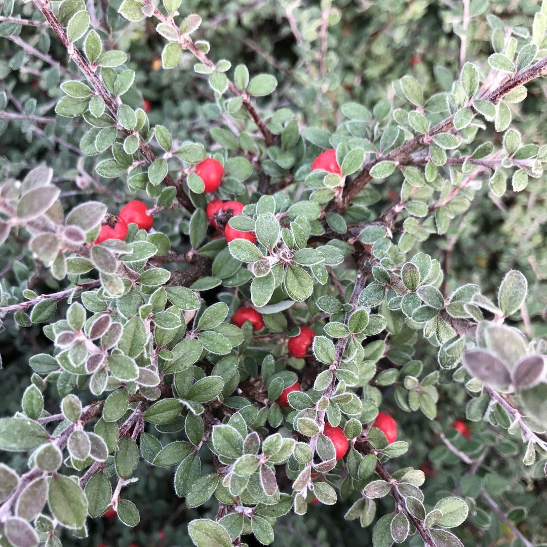 Cotoneaster Glaucophyllus | Silverleaf Evergreen Shrub | Red Berries ...