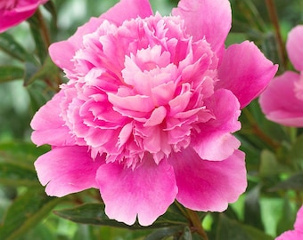Peony 'Bouquet Perfect' | Fragrant Pink Paeonia - Fall 2026 Pre-Order