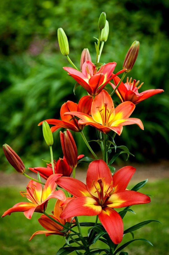 Lilium A 'forever Linda' | Bicolor Asiatic Lily, Bold Cut Flower - Etsy