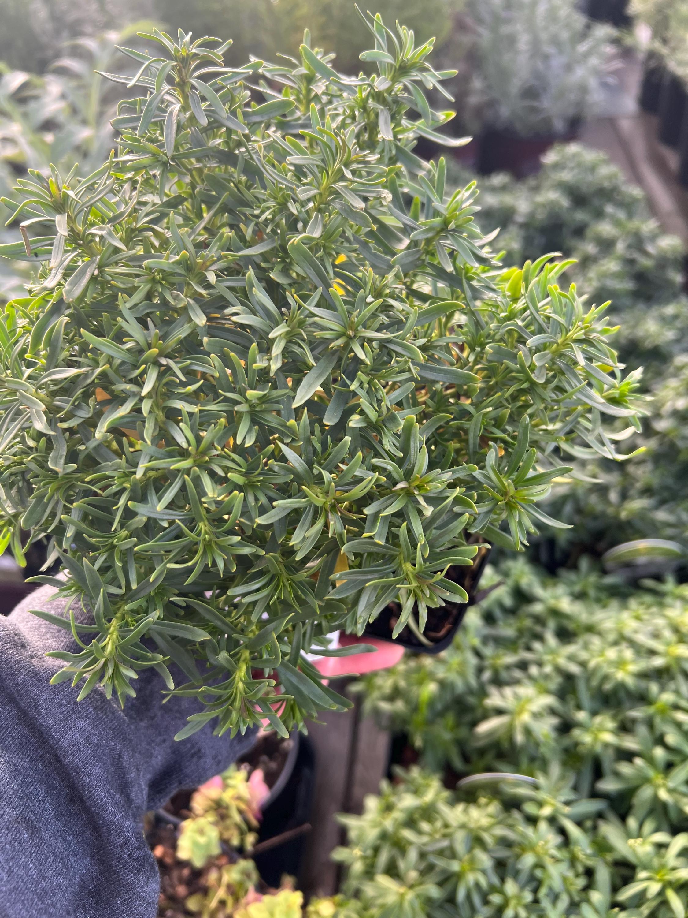 Iberis Sempervirens | White Candytuft, Evergreen Groundcover - Etsy