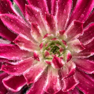 Sempervivum Chick Charms 'Lotus Blossom' | Hens and Chicks | Evergreen