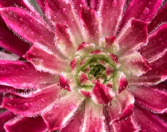 May include: A succulent plant with vibrant magenta and deep red pointed leaves arranged in a dense rosette pattern. The edges of the leaves are lined with fine white hairs, and small clear water droplets are visible across the surface.