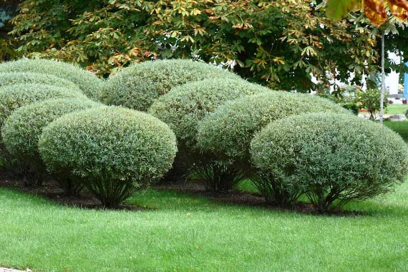 Plantingpartners Salix purpurea ‘Nana’ Willow - Thumbnail 2
