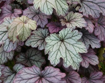 May include: Close-up of a group of purple and green leaves with a veined pattern. The leaves are arranged in a cluster, with some overlapping.