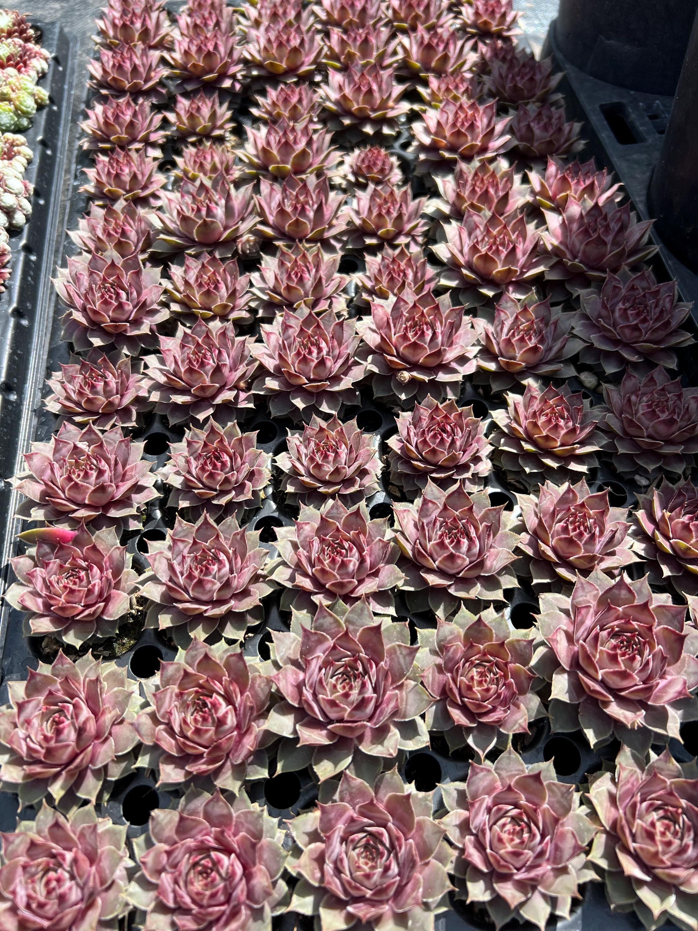 Sempervivum 'el Toro' | Pink and Purple Hens and Chicks | Evergreen