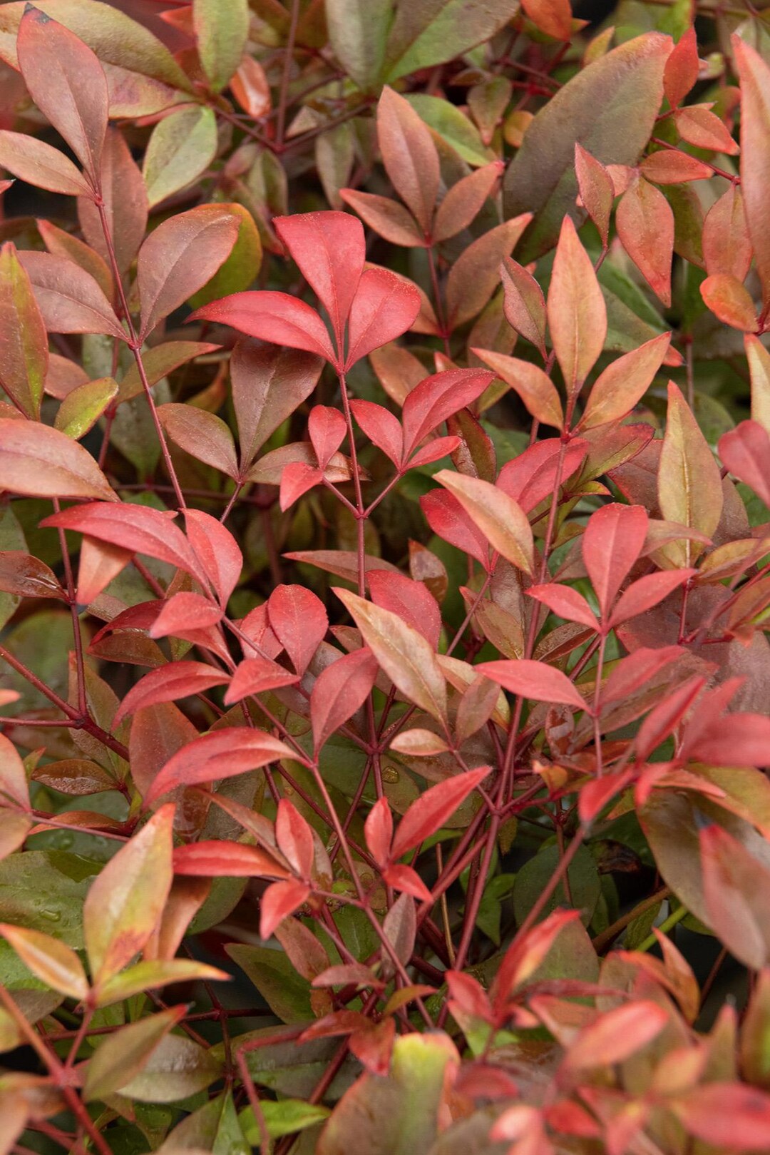Nandina Domestica 'gulf Stream' | Heavenly Bamboo, Evergreen - 1