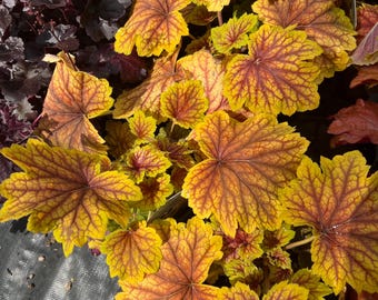 Heuchera 'Red Lightning' | Coral Bells, Semi-Evergreen - Multiple Size Options