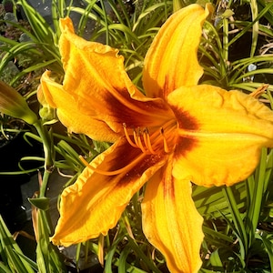 PRE-ORDER Fall Bulbs - Hemerocallis &#39;Bonanza&#39; | Reblooming daylily | Summer Bloomer | Pollinator-Friendly | USDA Zones 3–9