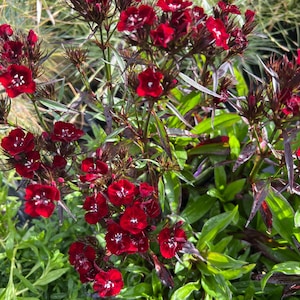 Dianthus barbatus nigrescens 'Sooty' | Sweet William | Fragrant Perennial | Deer-Resistant | USDA Zones 3–9 | Spring Bloomer | 4.5" pot