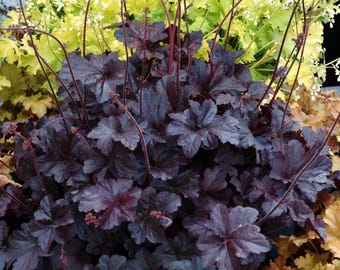Heuchera 'Obsidian' | Coral Bells, Semi-Evergreen - Multiple Size Options
