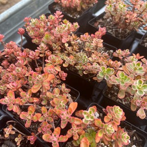 Sedum Tricolor, Variegated Caucasian Stonecrop Succulent, Cold Hardy Evergreen Carpet Sedum Groundcover, Sedum spurium,live plant