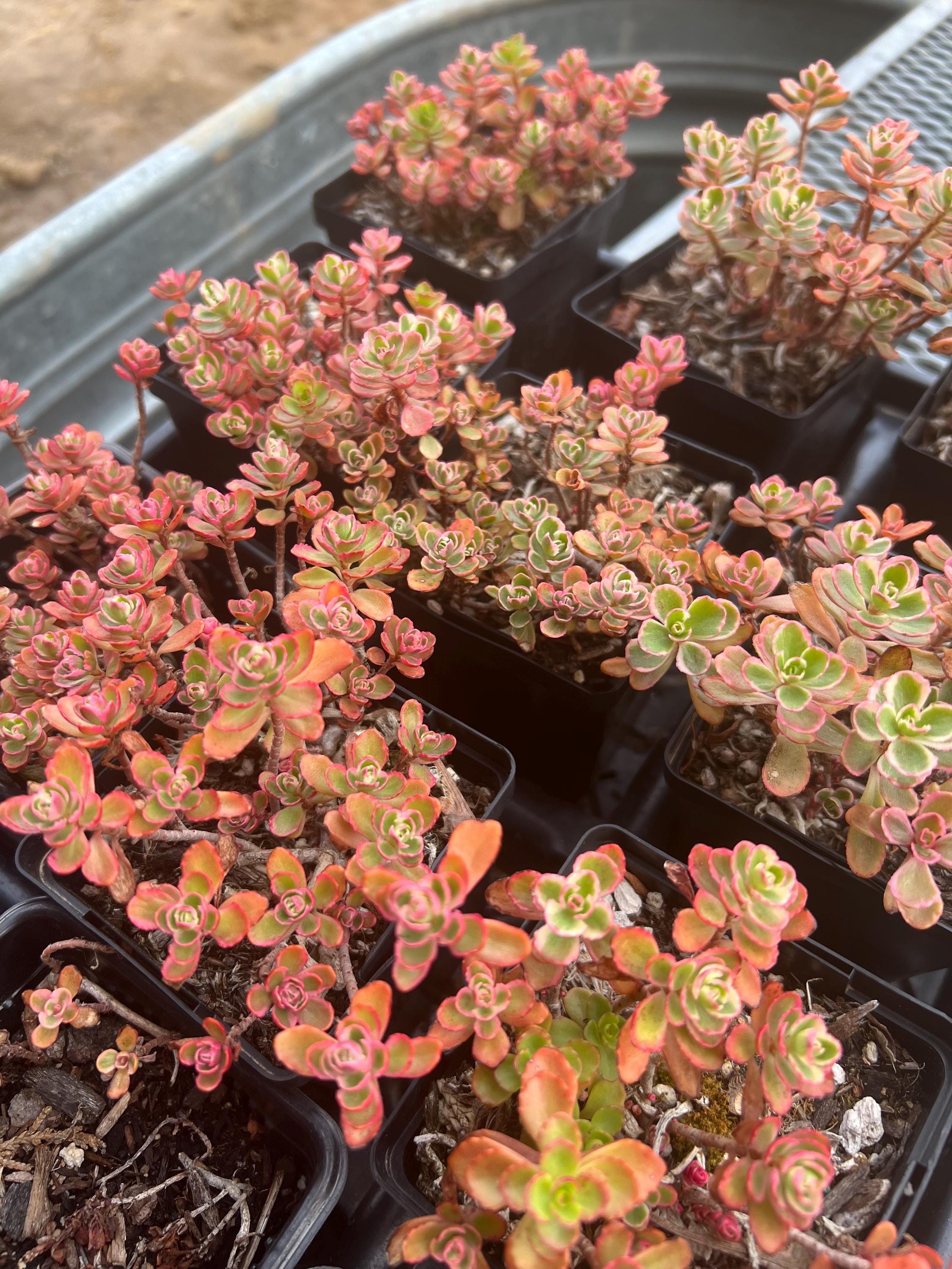 Sedum Tricolor, Variegated Caucasian Stonecrop Succulent, Cold Hardy Evergreen Carpet Sedum Groundcover, Sedum spurium,live plant