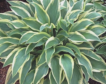 Hosta 'Wolverine' | Medium Variegated Plantain Lily - Fall 2026 Pre-Order