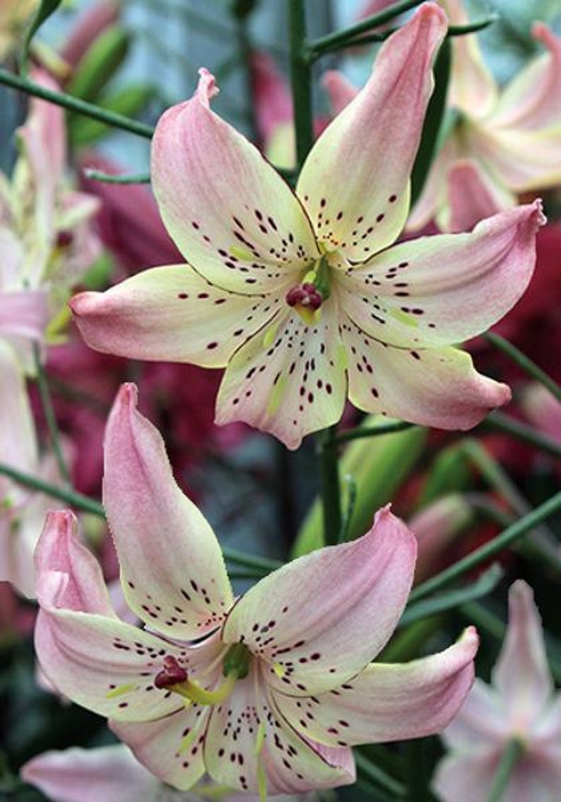 Lilium 'corsage' | Pastel Tiger Lily, Elegant Cut Flower - Etsy