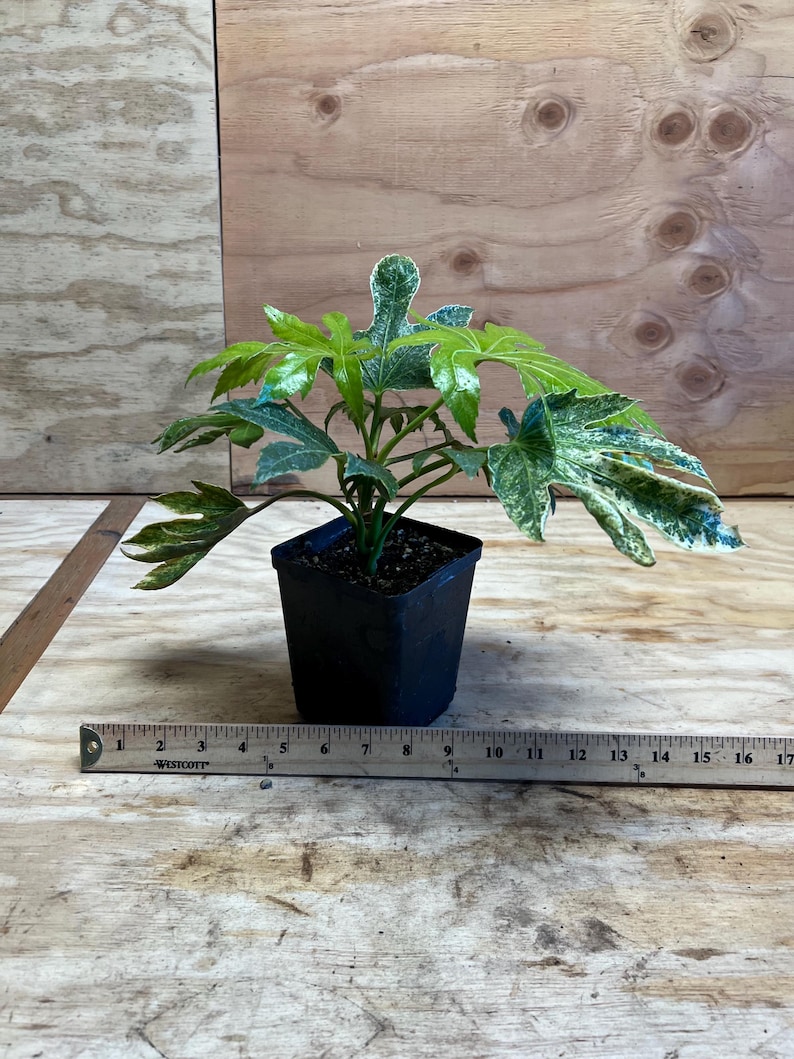 Plantingpartners Fatsia japonica Spider’s Web - Thumbnail 5