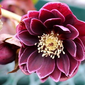 May include: Close-up of a dark burgundy Hellebore flower with a yellow center and white stamens. The petals have a lighter pink edge. A bud and leaves are also visible.