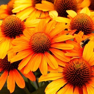 May include: Close-up of vibrant orange and yellow coneflowers in full bloom. The flowers have a prominent dark brown center and a bee is visible on one of the petals. The petals are a gradient of yellow to orange.