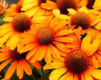 Echinacea PRIMA Series | Coneflower | Perennial | Pollinator Magnet! | Small Plug pot
