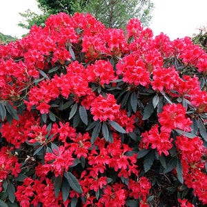 May include: A vibrant bush overflowing with bright red flowers. The blossoms are clustered together, creating a dense display of color. Dark green leaves provide a contrasting backdrop to the blooms. The plant is in a garden setting.
