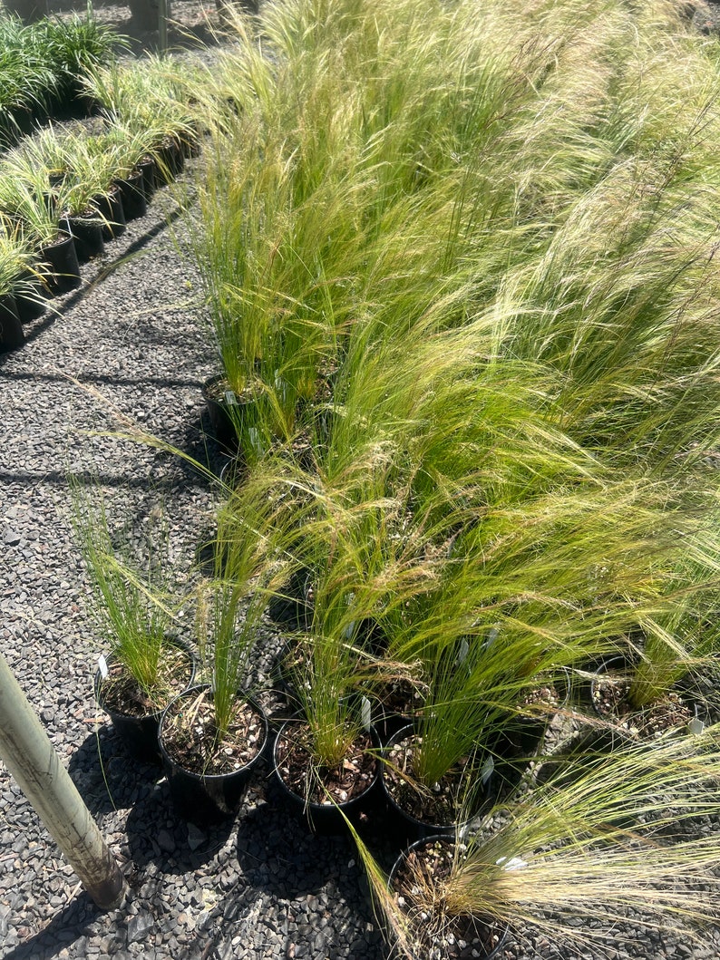 Plantingpartners Stipa tenuissima Mexican Feather Grass
