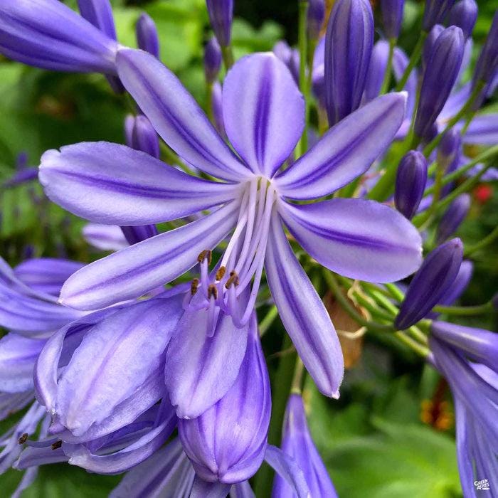 PRE-ORDER Fall Bareroot - Agapanthus africanus | Dwarf Blue Lily of the Nile | Dwarf Herbaceous African Lily | USDA Zones 8-11