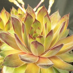 May include: Close-up of a succulent plant with vibrant yellow-green leaves edged in burgundy. The plant's rosette shape is prominent, with multiple layers of thick, pointed leaves. The image highlights the plant's texture and color variations.