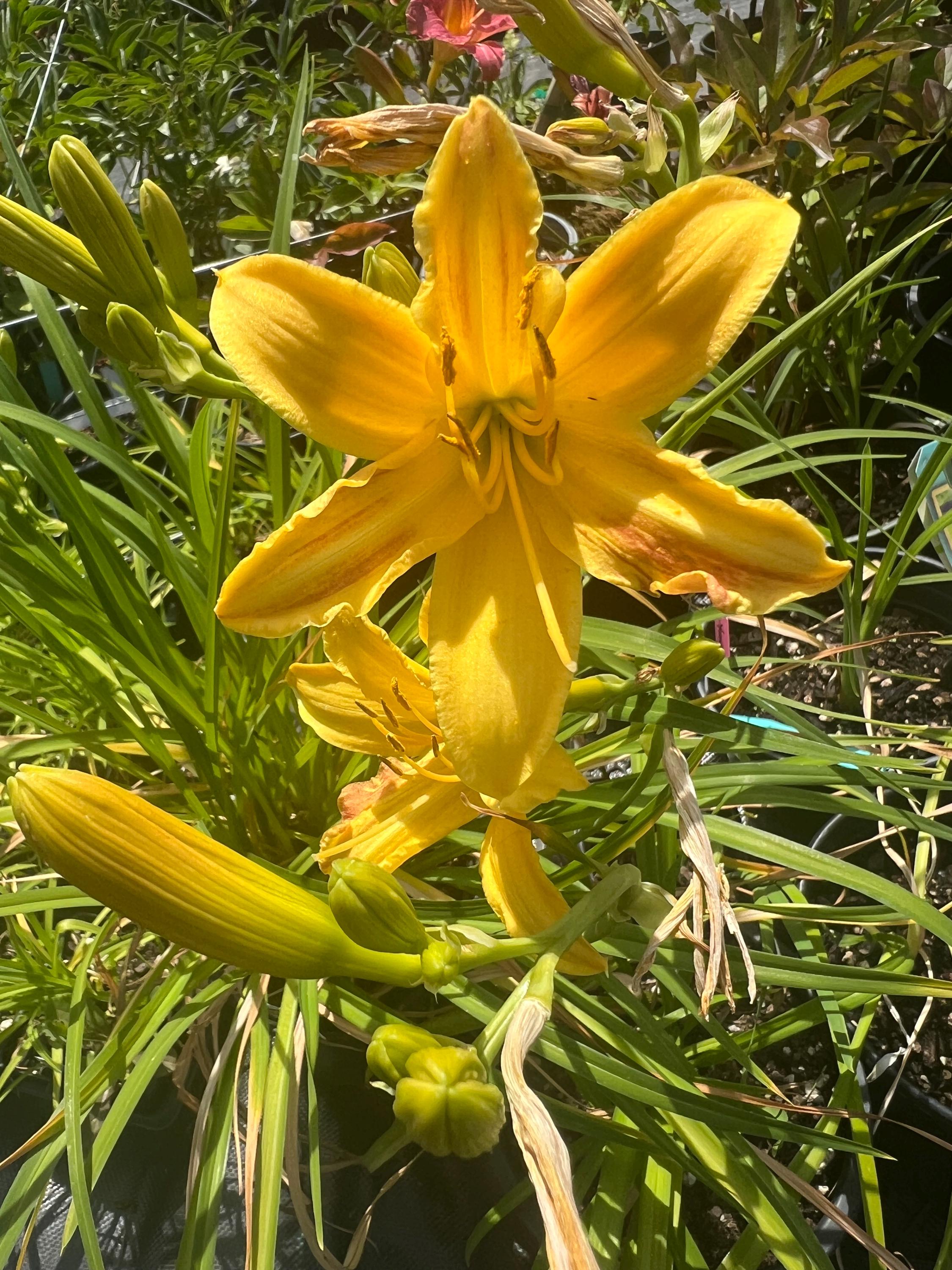 Hemerocallis Everydaylily 'yellow Punch' | Orange and Yellow
