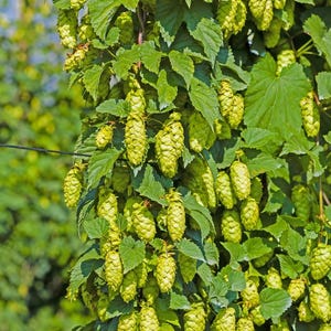 May include: Close-up of a hop plant with numerous green hop cones and large, textured green leaves. The hops are clustered along the vine, showcasing the plant's natural growth pattern. The image highlights the fresh, vibrant colors of the hops.