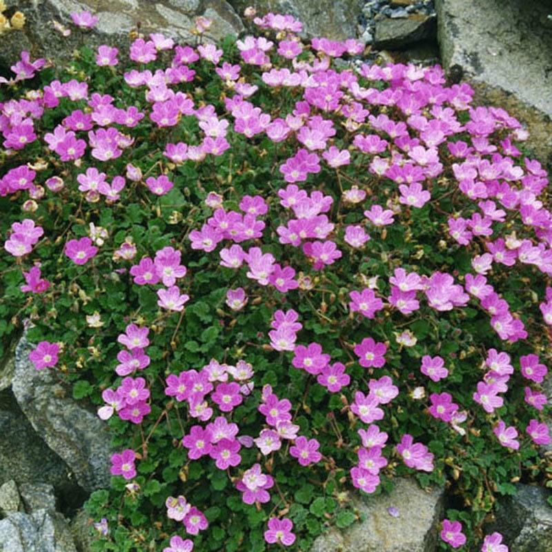 Hardy Geranium - Etsy