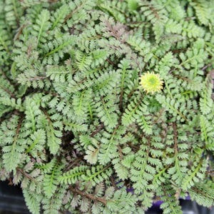 Leptinella squalida | Brass Buttons | Dense, Fern-Like Groundcover | Evergreen Perennial | USDA Zones 4–10