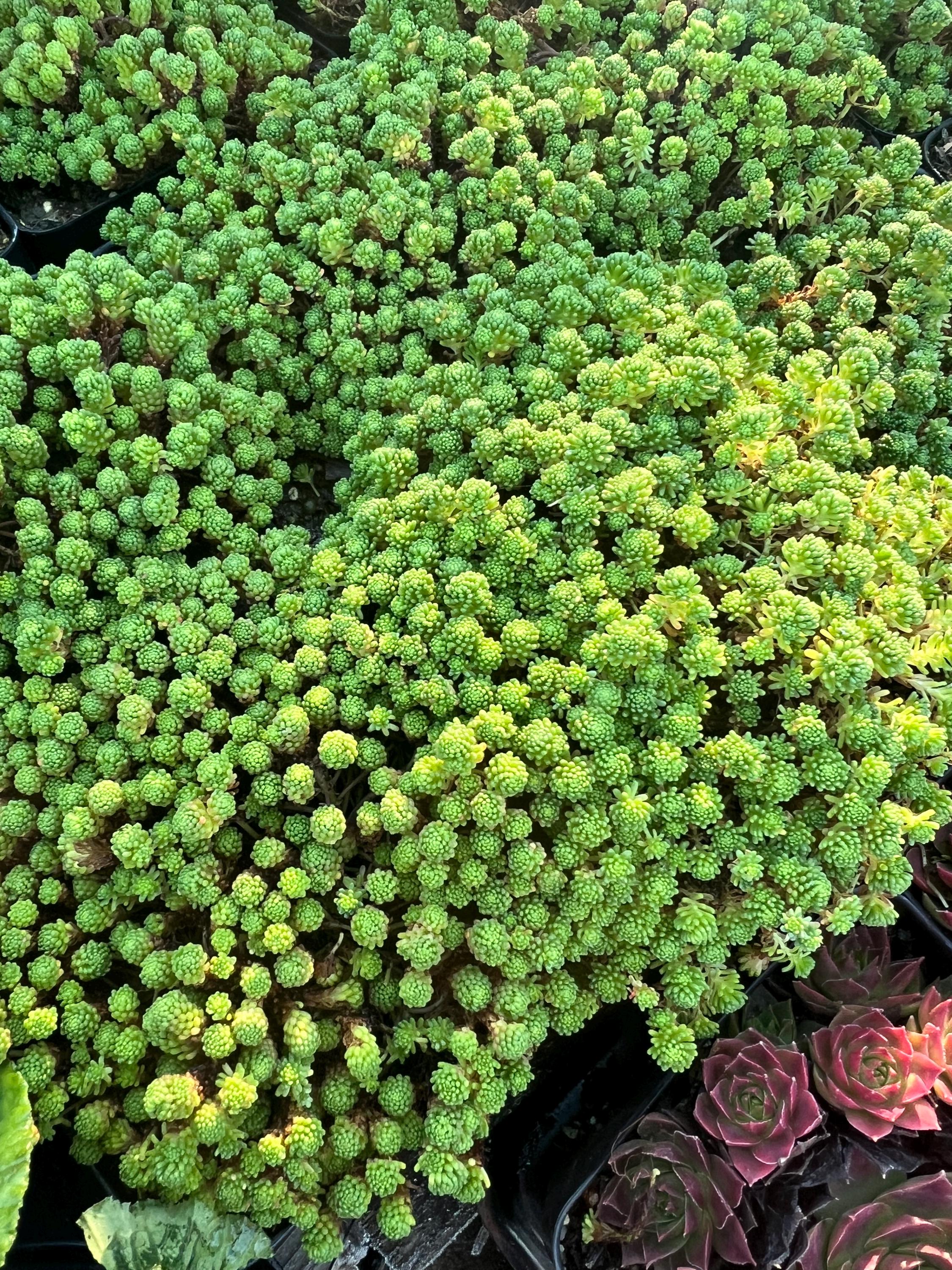 Sedum Lydium | Dense Carpet Stonecrop Succulent, Evergreen - Etsy
