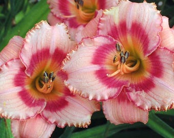 Hemerocallis 'Strawberry Candy' | Bright Coral Pink Daylily, Re-Blooming