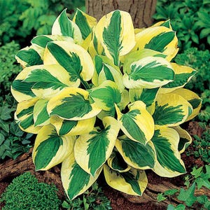 PRE-ORDER Fall Bareroot - Hosta &#39;Brim Cup&#39; | Variegated Mini Hosta | Shade-Loving Perennial | Flowering Shade Plant | Slug Resistant
