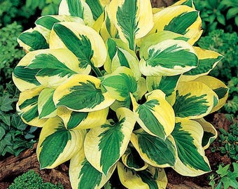 Hosta 'Brim Cup' | Medium Small Variegated Plantain Lily