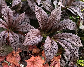 Rodgersia 'Bronze Peacock' | Dark Foliage **just emerging**