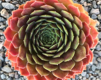 Sempervivum &#39;Dea&#39; | Jade-Green to Pinky-Copper Hens and Chicks | Evergreen Succulent Groundcover | Drought Tolerant | USDA Zones 4-9