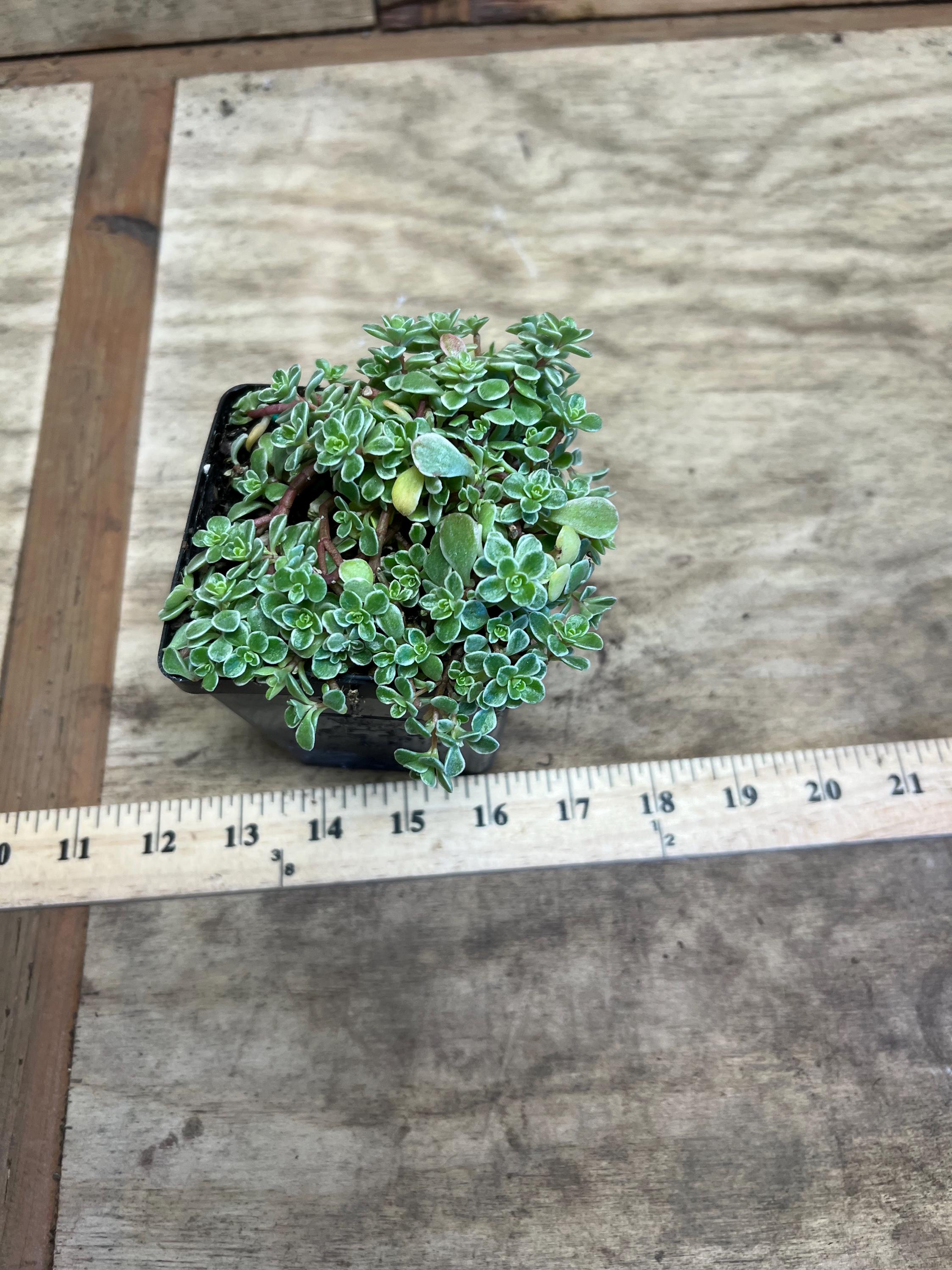Sedum Makinoi 'variegatum' | Variegated Japanese Stonecrop