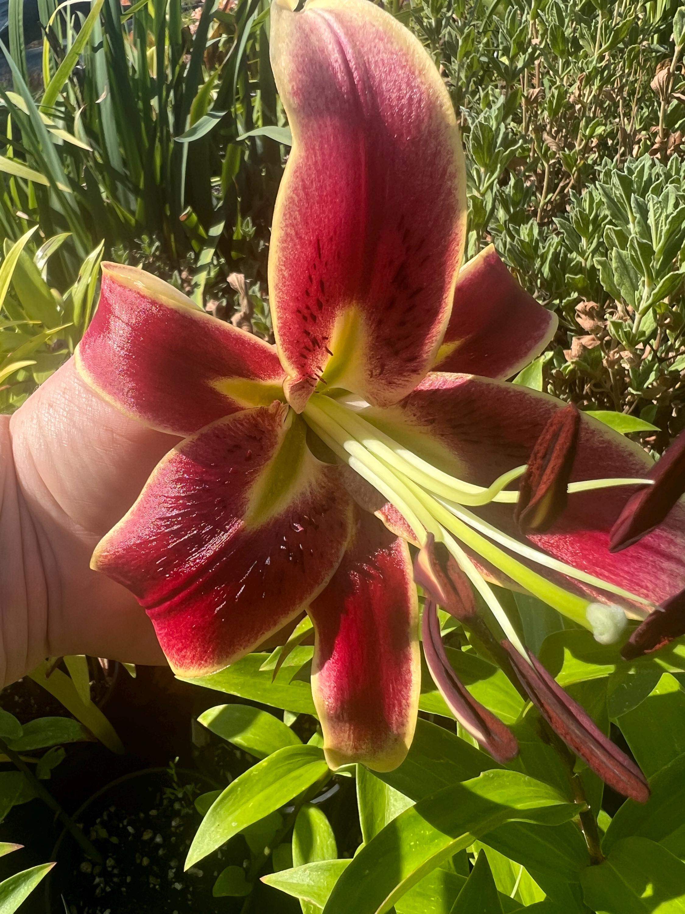Lilium O 'scheherazade' | Oriental Lily | Perennial Bulb | Perfect