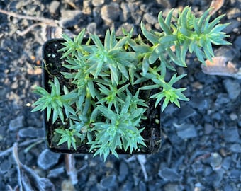 Sedum reflexum 'Spanish Blue Select' | Blue Stonecrop Succulent, Evergreen