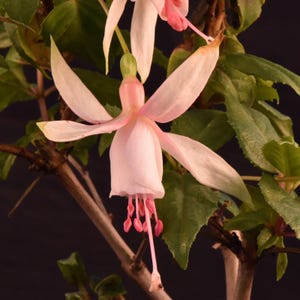 May include: Close-up of a fuchsia flower with delicate, pale pink petals and a bell-shaped bloom. The flower has long, pink stamens and is set against a backdrop of green leaves and brown stems. The flower is in full bloom, showcasing its intricate details.