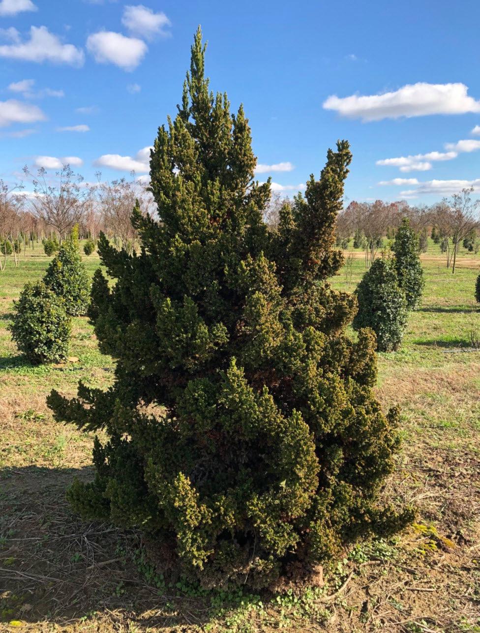 Cryptomeria Japonica Black Dragon