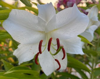 Lilium O 'Casa Blanca' | Fragrant White Oriental Lily, Large Cut Flower