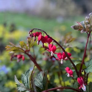 May include: Close-up of a bleeding heart plant with vibrant red, heart-shaped flowers and white tips. The flowers hang gracefully from arching stems, surrounded by green foliage. The background is blurred, suggesting a garden setting.