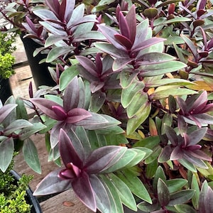 Hebe 'Pretty in Pink' | Compact Flowering Evergreen Shrub - 1 gallon pot