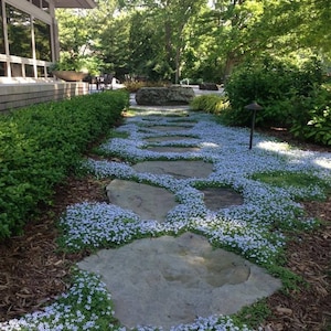 Pratia Pedunculata | Laurentia | Blue Star Creeper Groundcover