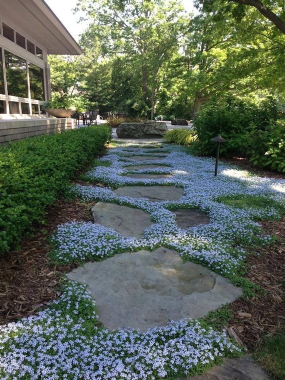 Pratia Pedunculata | Laurentia | Blue Star Creeper Groundcover