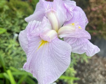 Puede incluir: Una flor de iris de color lavanda pálido con pétalos delicados y ondulados. El centro de la flor presenta segmentos de color blanco crema y una señal amarilla brillante en la base de los pétalos, mostrando un suave color violeta claro.